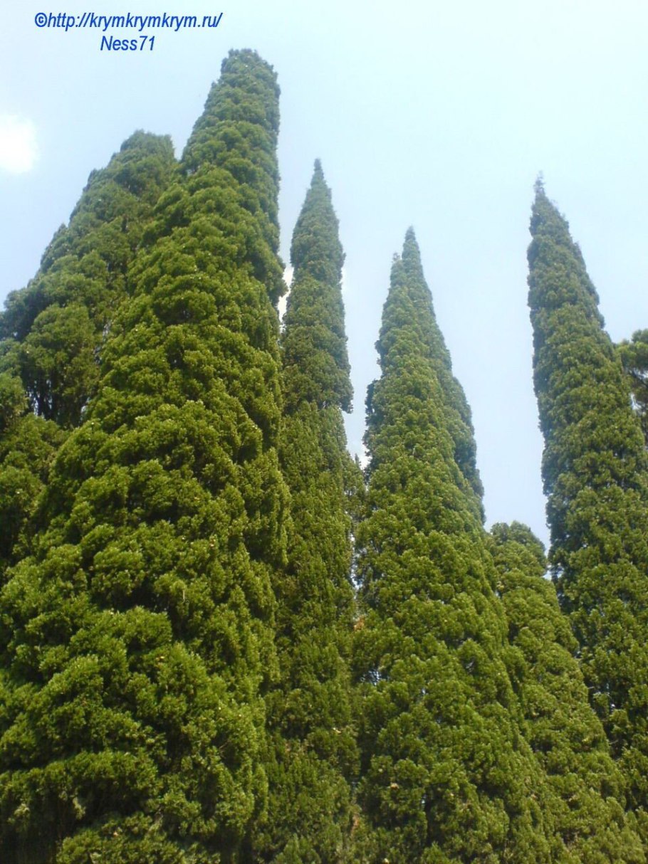 Кипарисы в Никитском Ботаническом саду