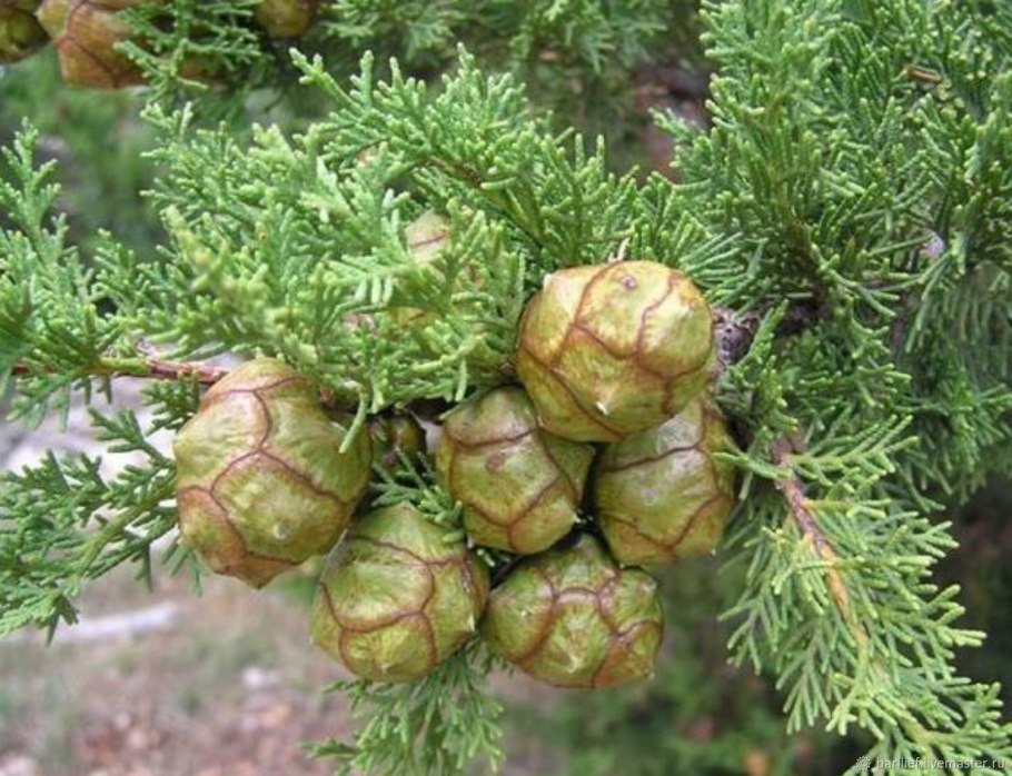 Кипарисовик Лавсона хвоя