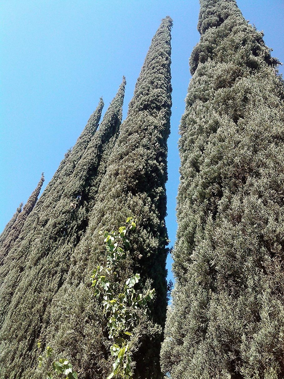 Кипарис Cupressus sempervirens Garda