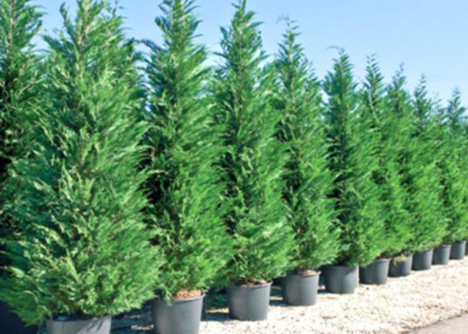 Кипарис вечнозеленый побег