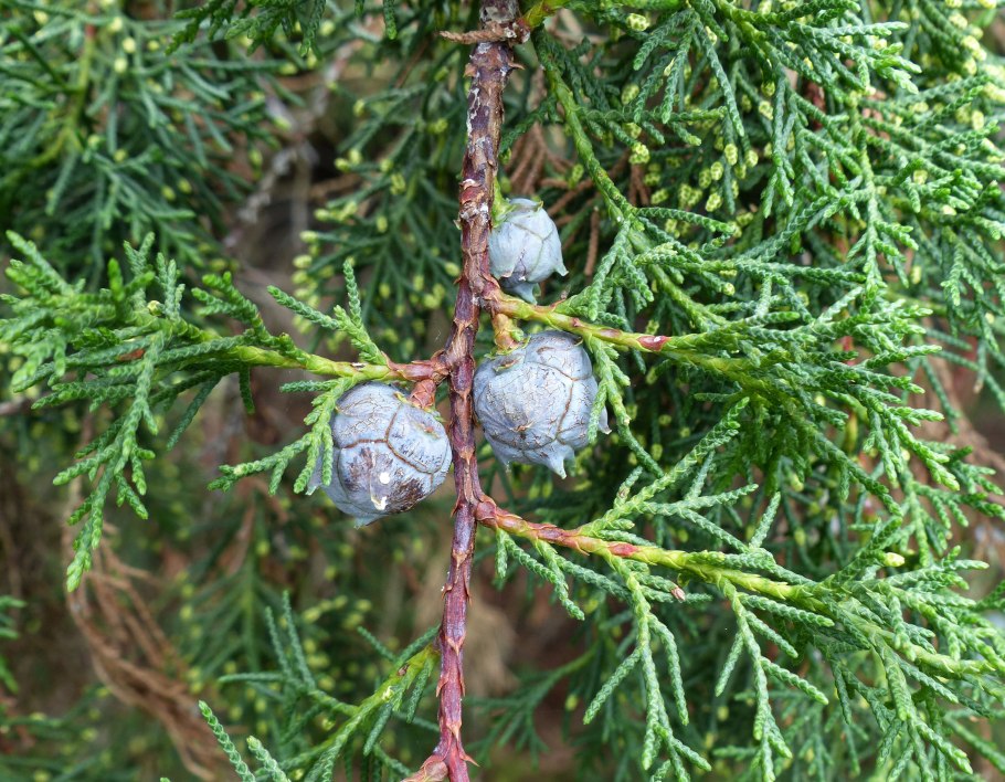 Cupressus sargentii