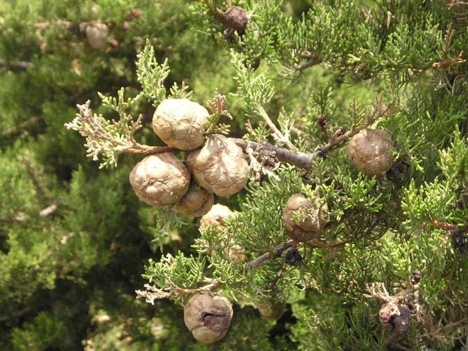 Кипарис вечнозеленый шишки
