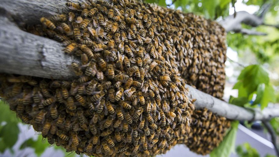 Кипарис Купрессус