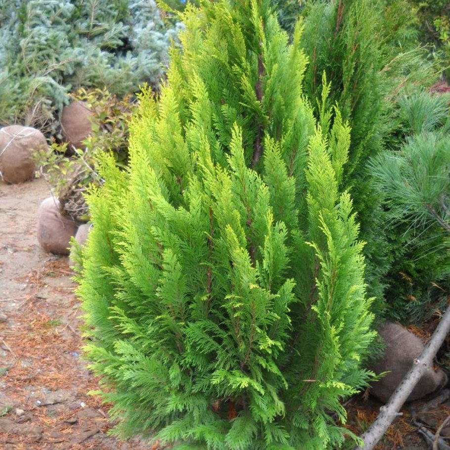 Растения Крыма Кипарис вечнозеленый