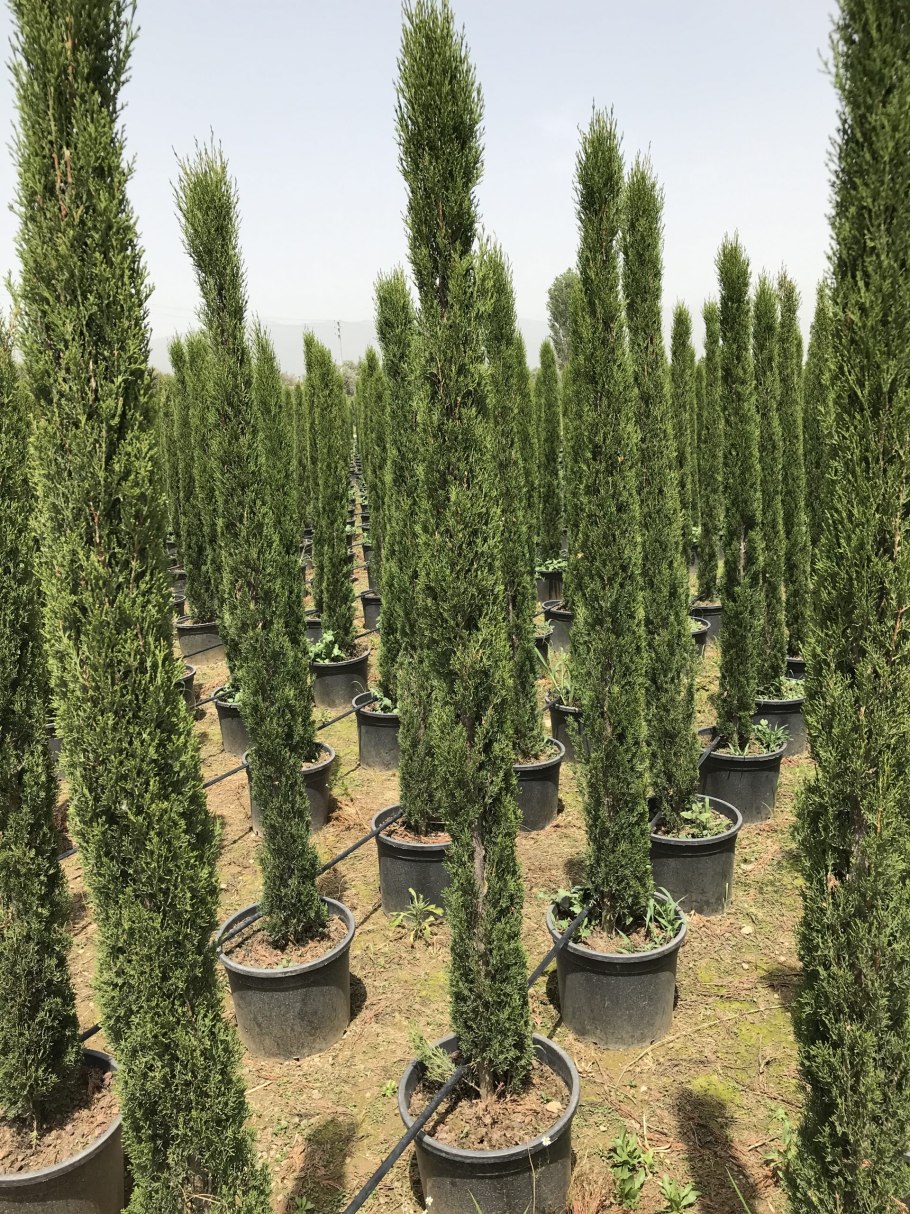 Кипарисовик Лейланда хвоя