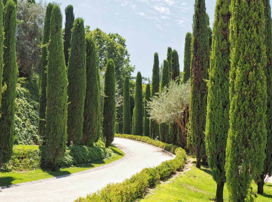 Кипарис дерево фото Сочи