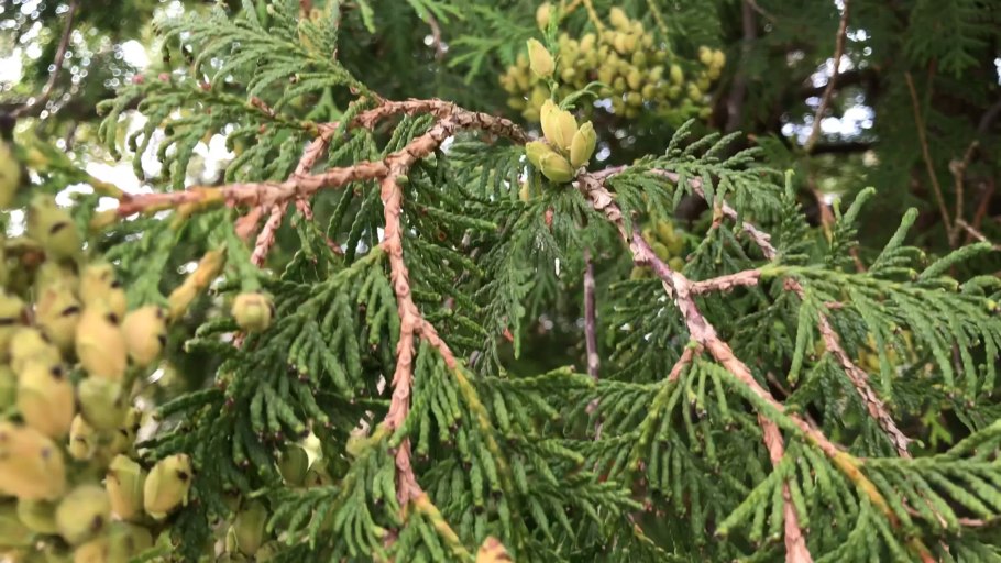 Черенкование можжевельника туи