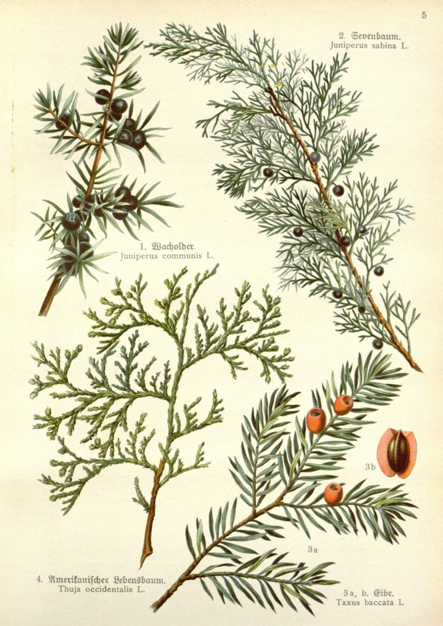 Chamaecyparis lawsoniana Ботанический рисунок