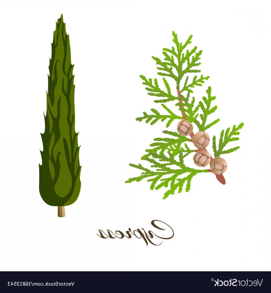 Кипарис лузитанский