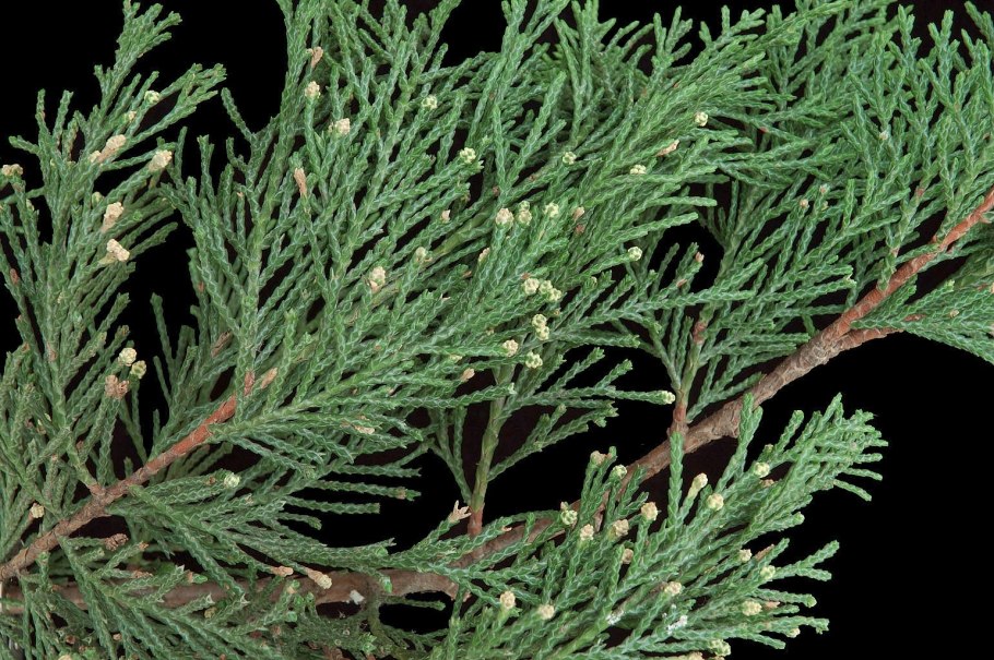 Микробиота перекрестнопарная Джакобсен