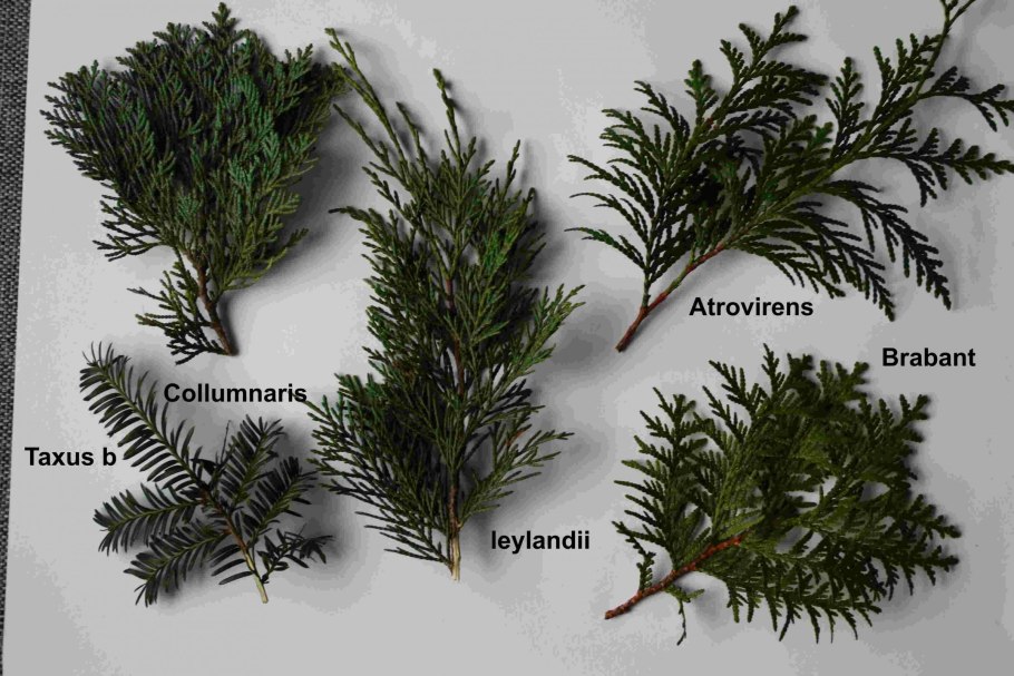 Туя кипарисовик