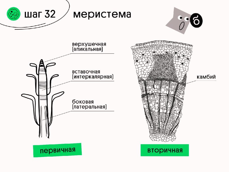 Ротала индийская круглолистная
