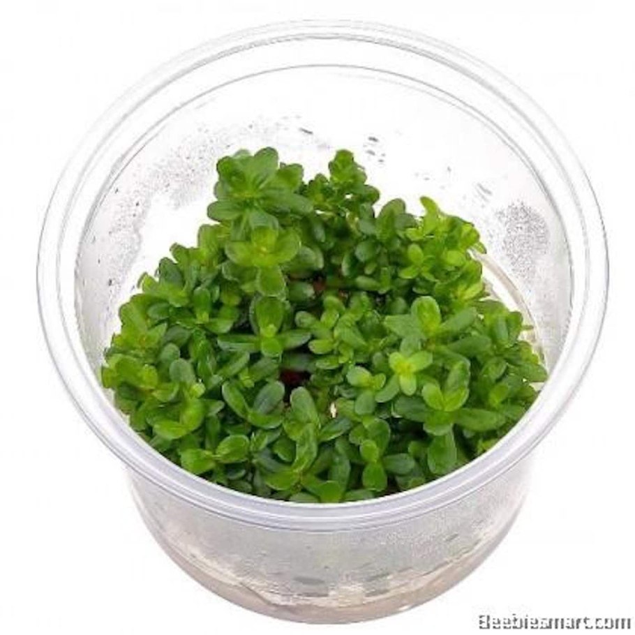 Аммания бонсай (Ammania SP.«Bonsai»)