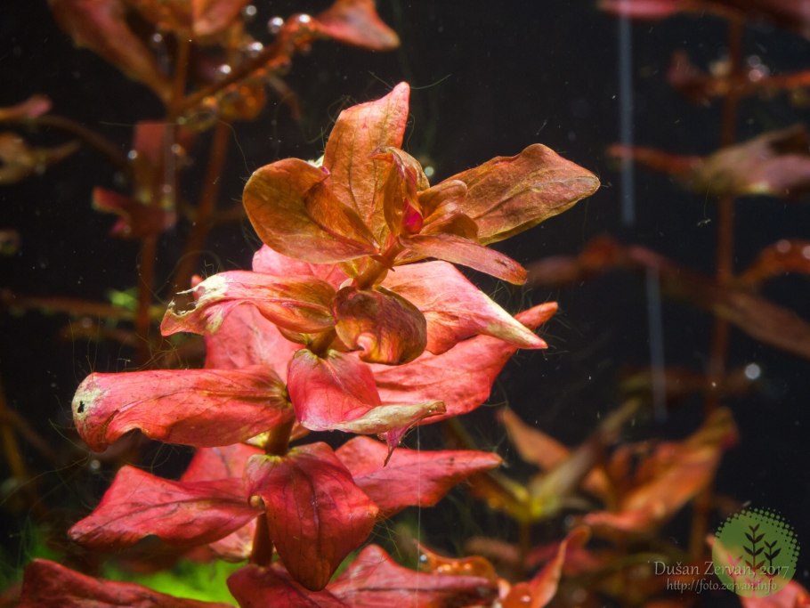 Аммания бонсай (меристемная)