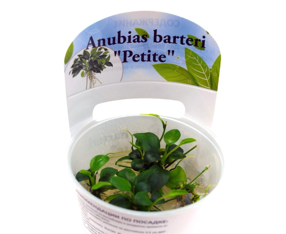 Аммания бонсай