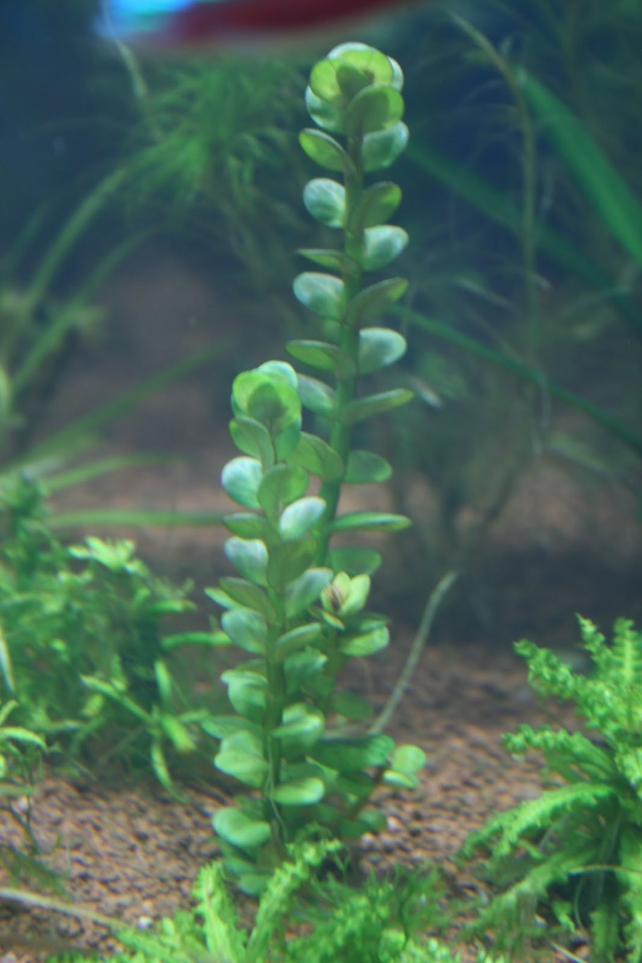 Axillary shoot Plants