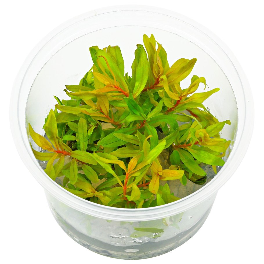 Аммания бонсай (меристемная)