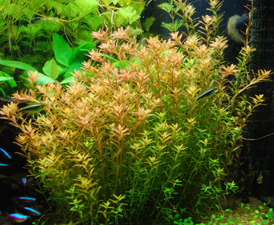 Аммания Сенегаленсис