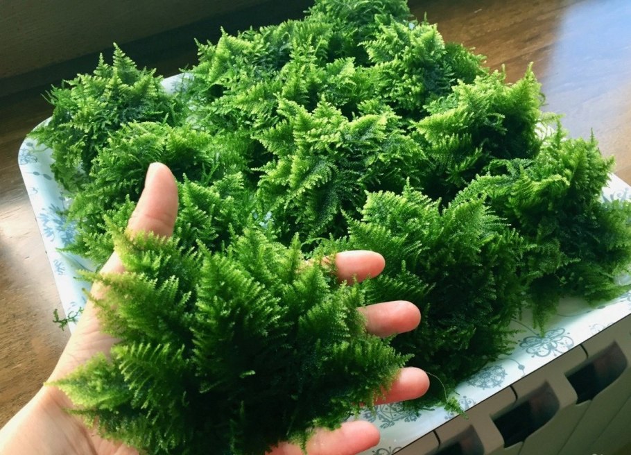 Аммания бонсай аквариумное