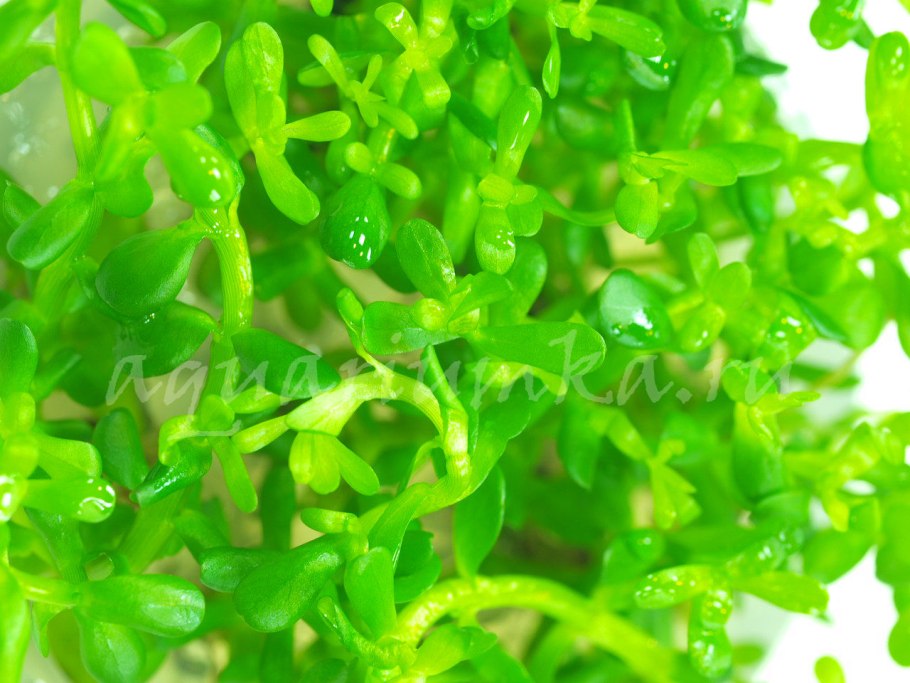 Аммания бонсай (меристемная)