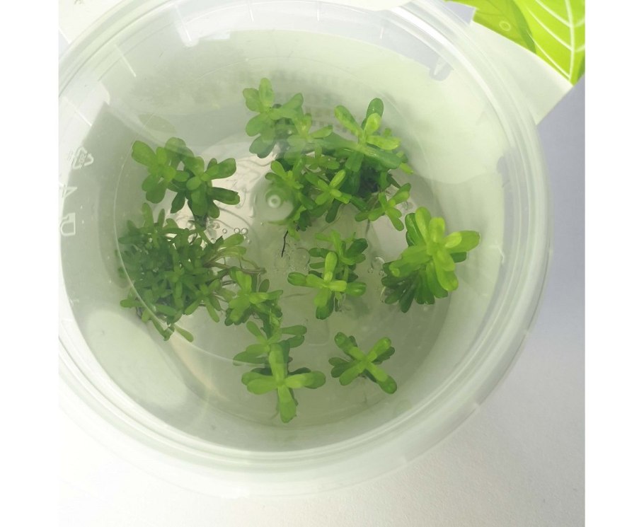 Аммания "бонсай" (Ammania SP. "Bonsai") меристема