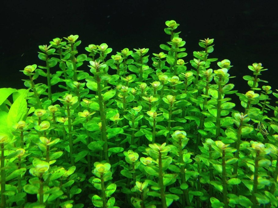 Rotala manipurensis