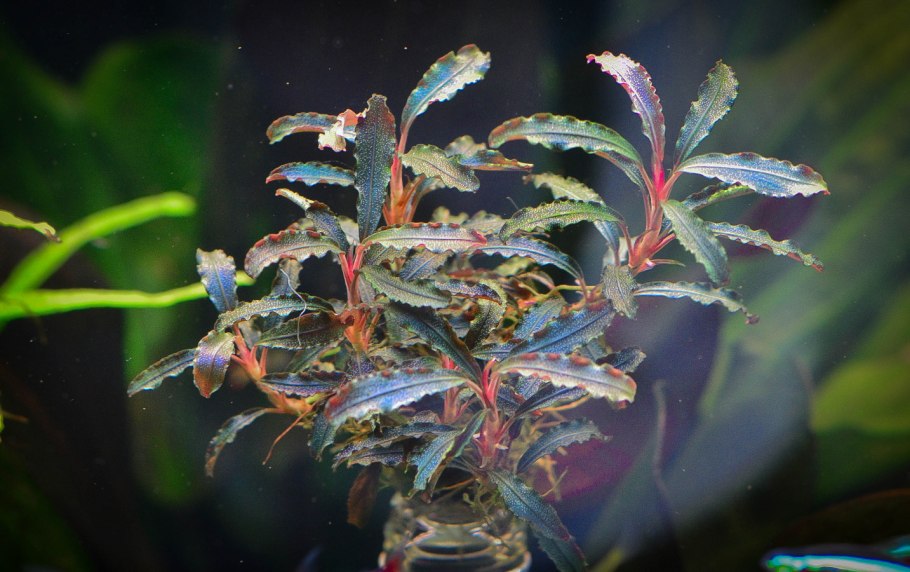 Бакопа бонсай