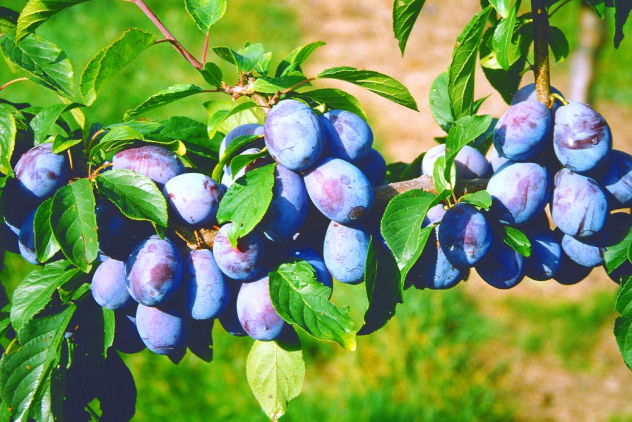 Сорт сливы Элефант Харт