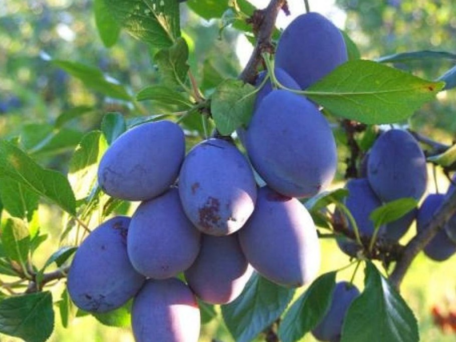 Сорт сливы Блюфри