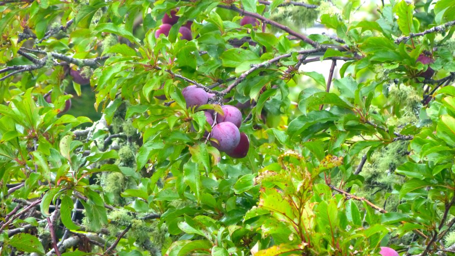 Слива венгерка ажанская