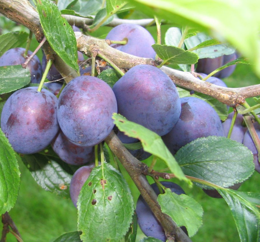 Слива сорт венгерка Московская