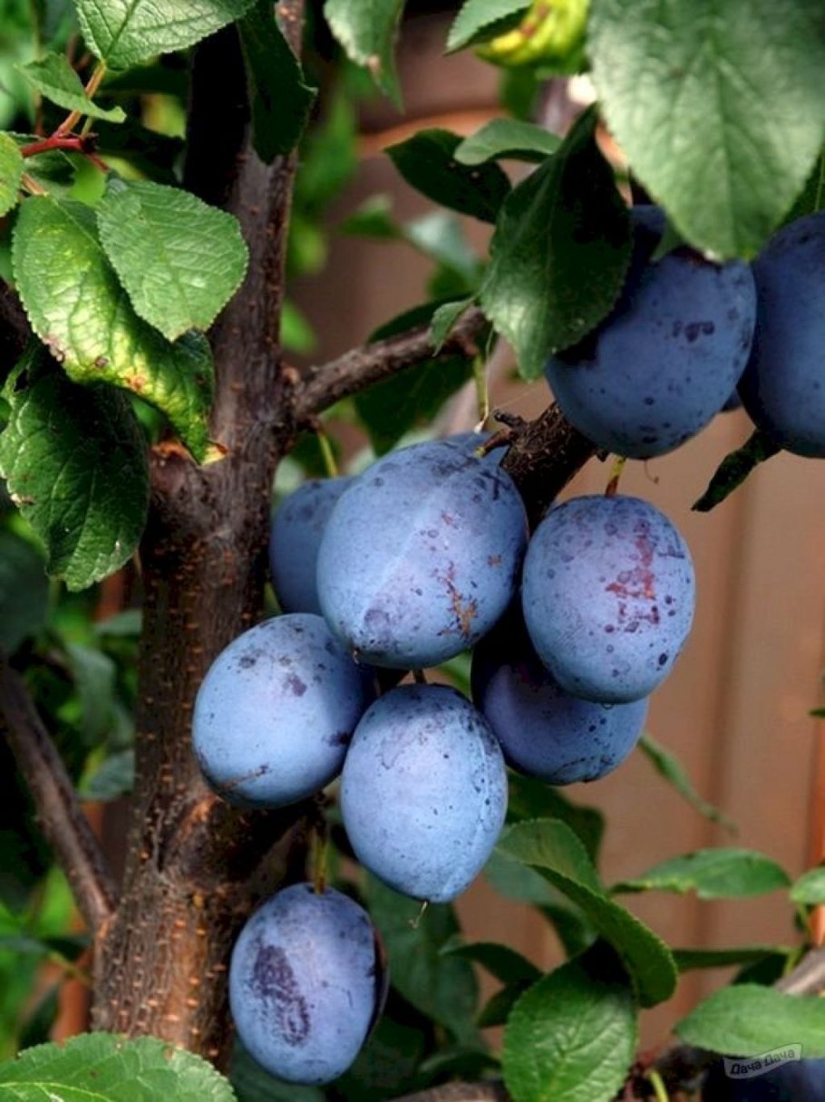 Слива сорт Стенлей