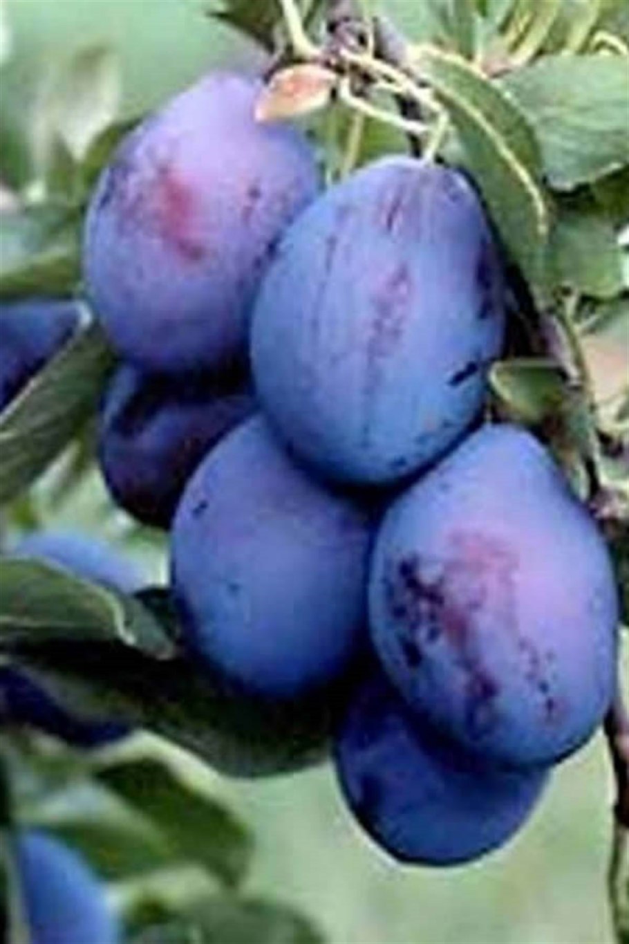 Слива Евразия 21