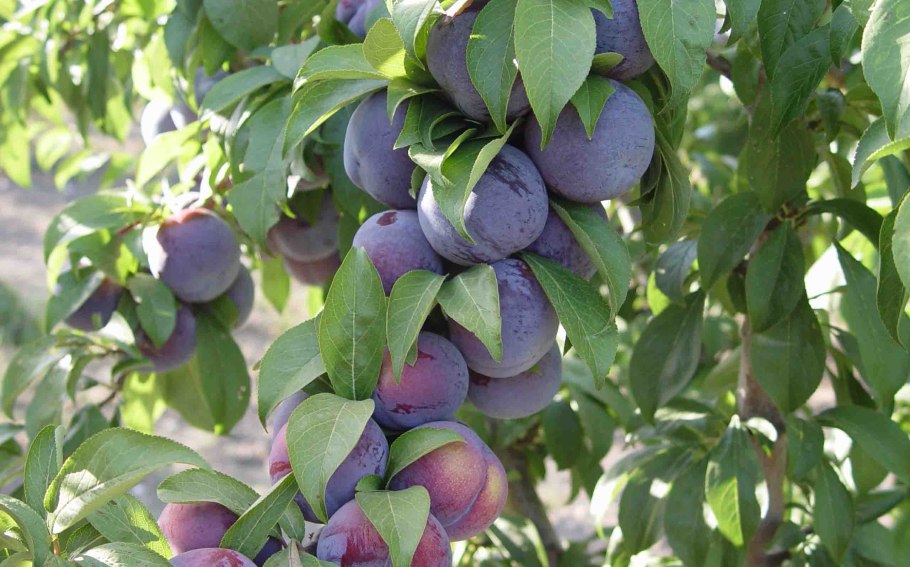 Слива сорт Формоза