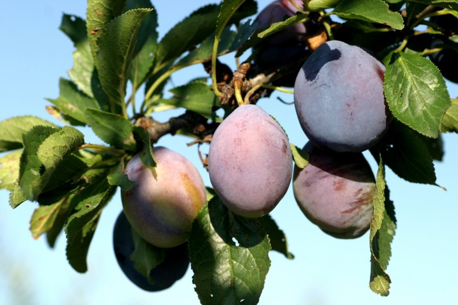 Терн, тернослива