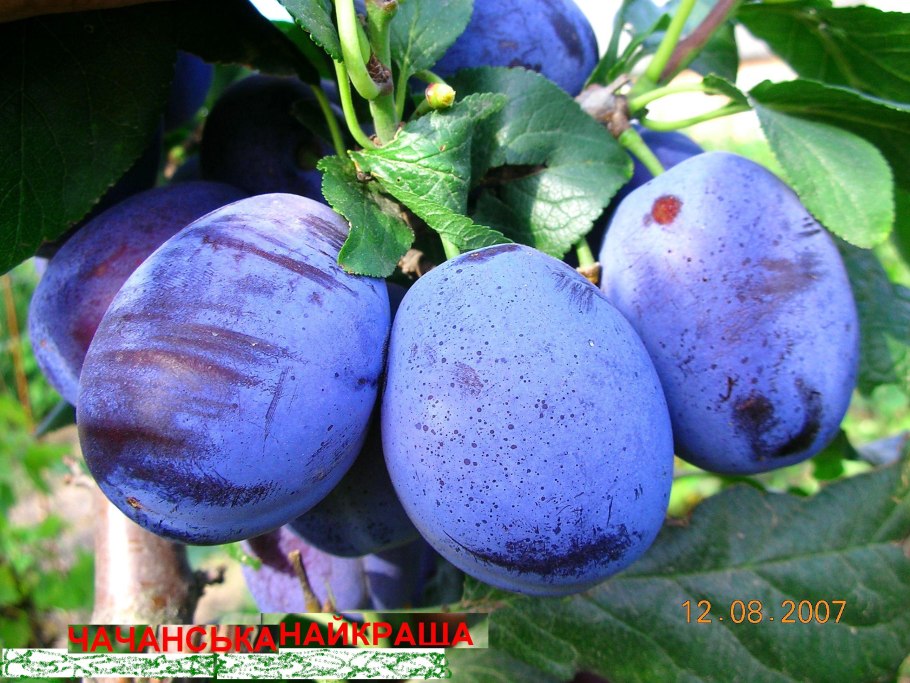 Слива Чачакская ранняя