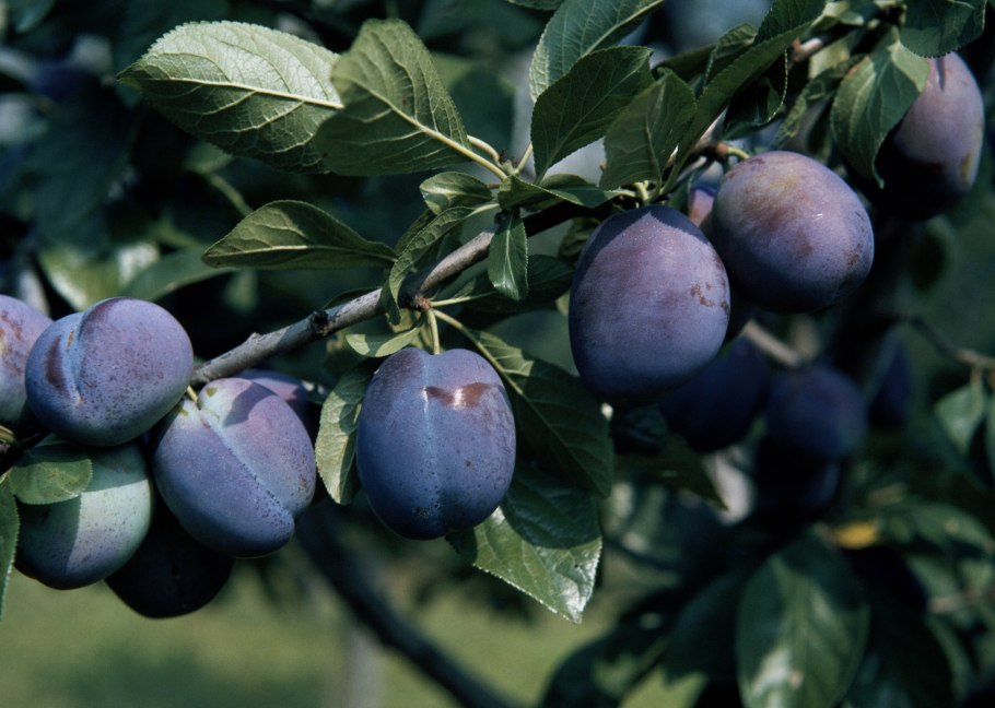 Слива Тульская черная