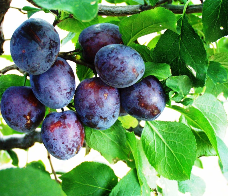 Слива венгерская итальянская