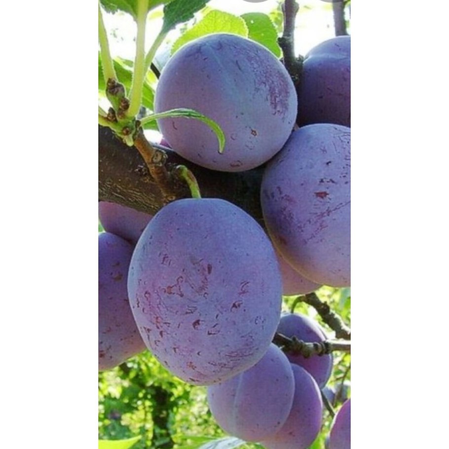 Блэк сорт сливы