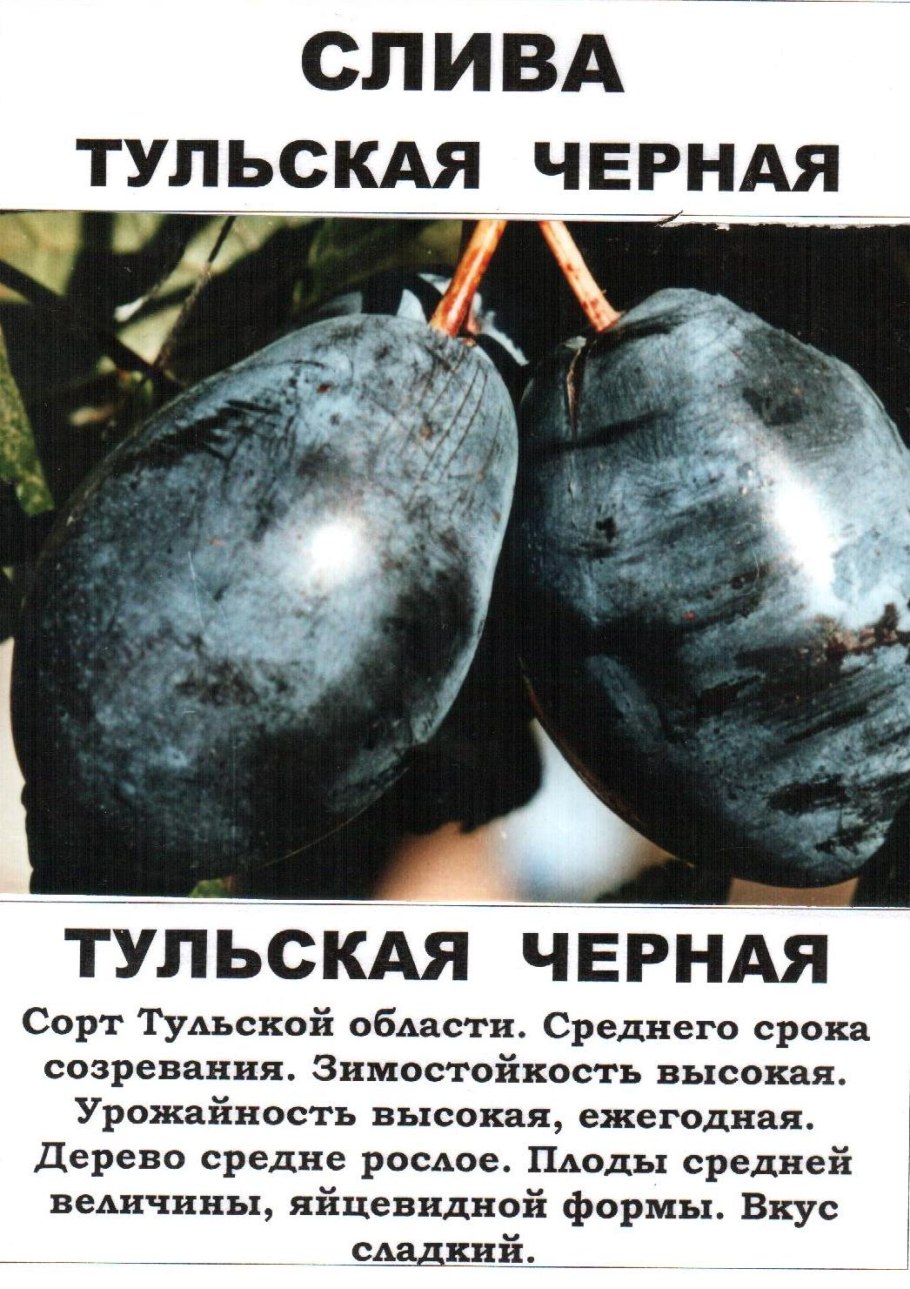 Сливы с телефонов