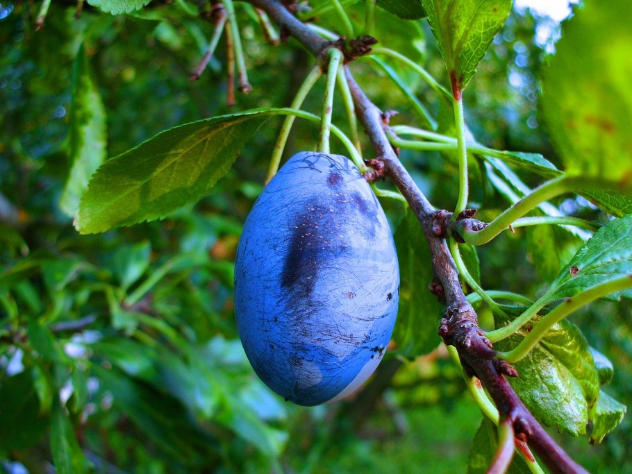 Prunes Damson French Plum