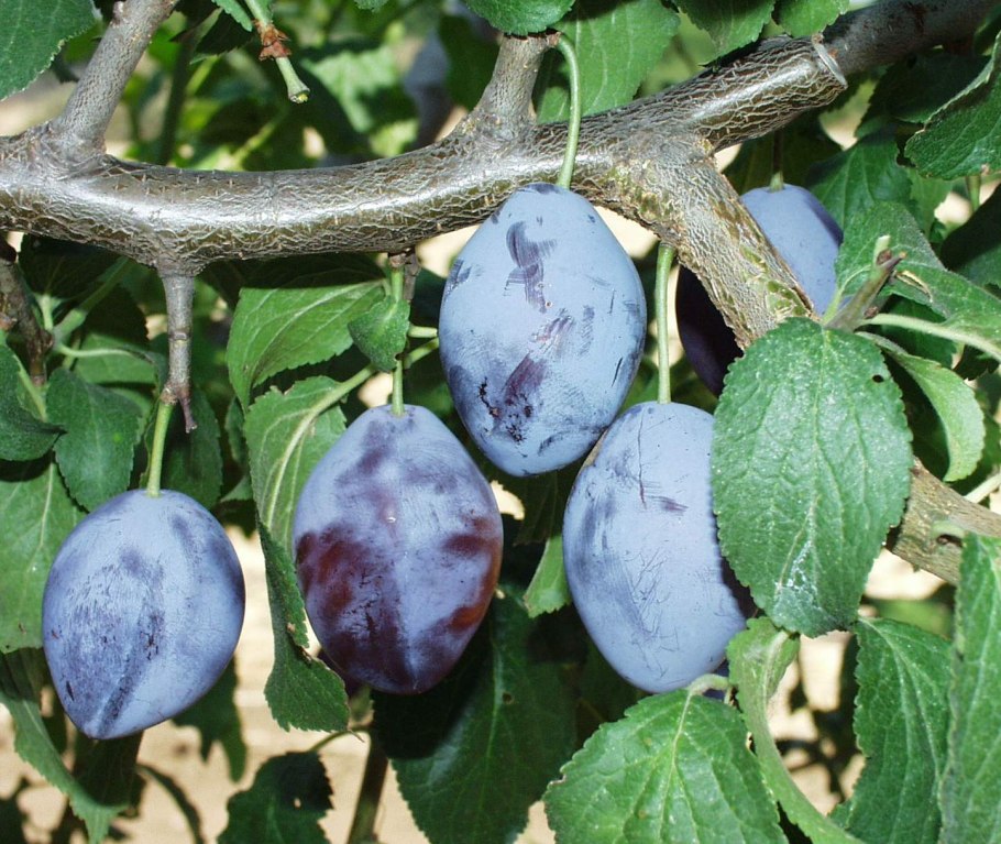 Вялая слива