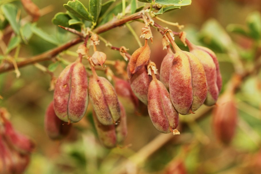 Чингиль серебристый (Halimodendron halodendron
