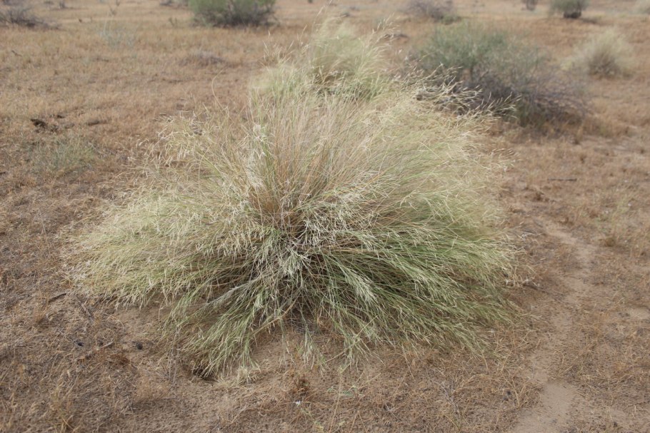 Саксаул черный Haloxylon aphyllum