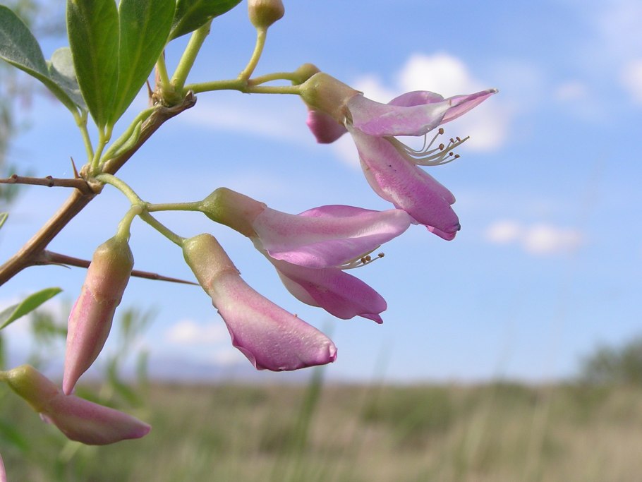 Чингиль серебристый (Halimodendron halodendron