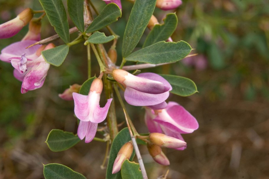 Чингиль серебристый (Halimodendron halodendron