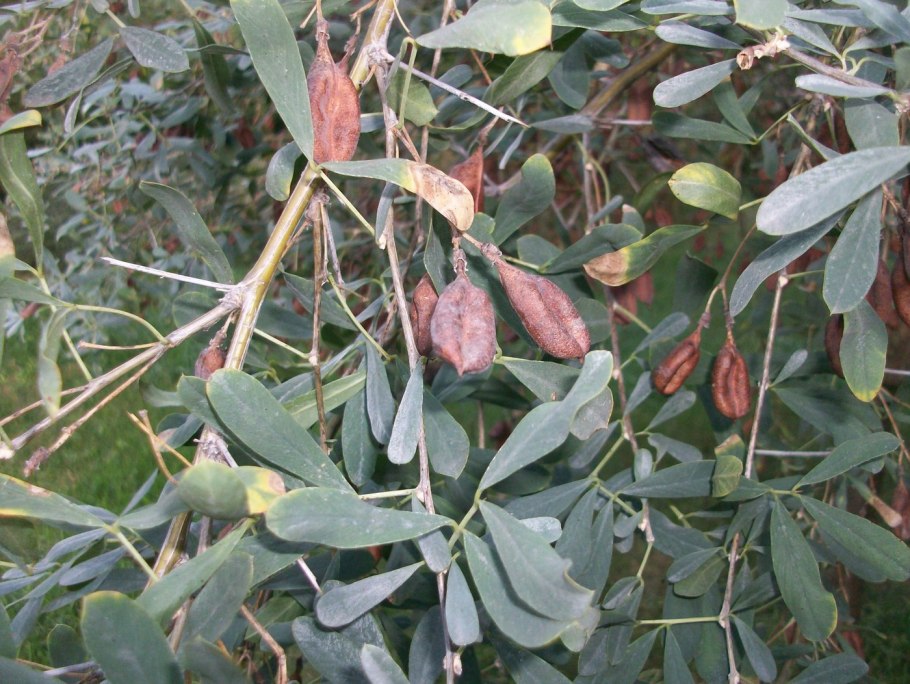 Cylindropuntia rosea