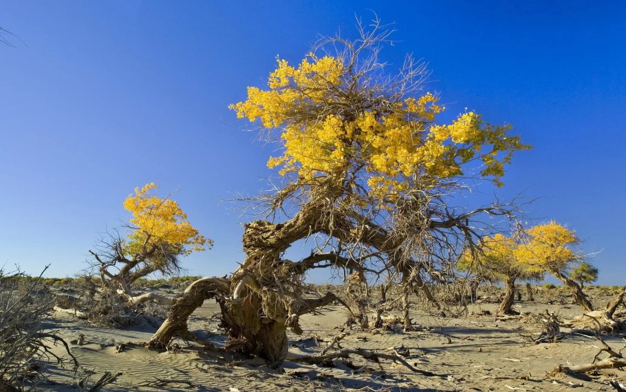 Acacia sibirica