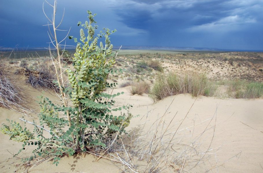 Haloxylon ammodendron