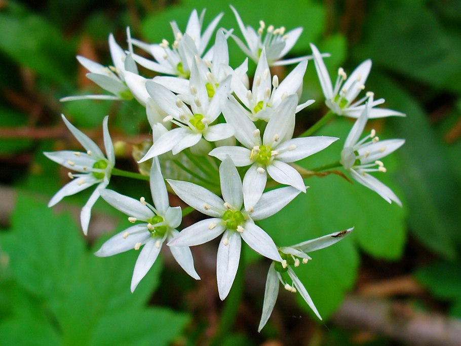 Allium ursinum черемша